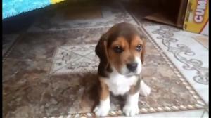 Disponibles Cachorros de Beagle Criadero Certificado