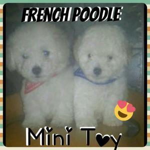 French Poodle Minitoy,envíos Nacionales