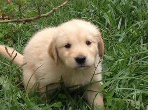 HERMOSOS CACHORROS GOLDEN RETRIEVER