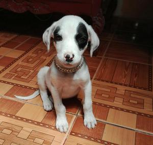 Hermoso Pitbull Parchado Negociable