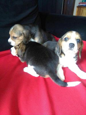 Hermosos Cachorros Beagles