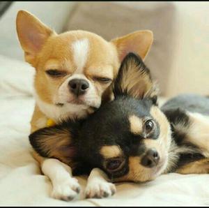 Hermosos Y Bellos Cachorros Chihuahua Mi