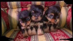 Hermosos Yorkshire Terrier Lulu