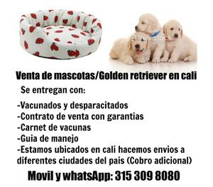 Lindos cachorros golden retriever originales