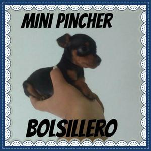 Mini Pincher Bolsillero,envíos Nacionale