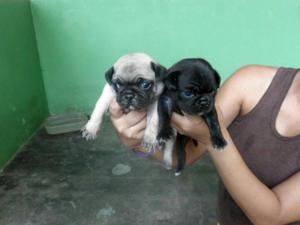 Perritos Pug Patas Cortas