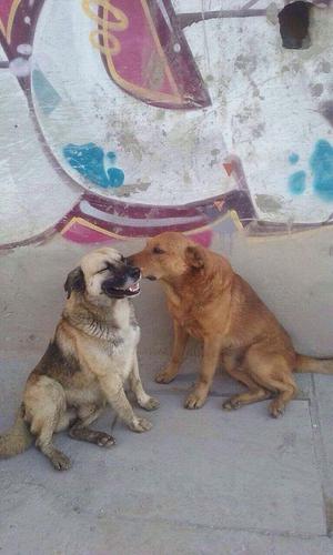 Perros Grandes en Adopcion