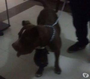 Pitbul nesecita hogar