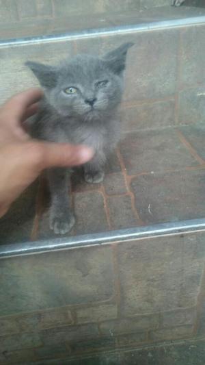 Ruso Azul de Dos Meses Disponible