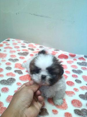 SHIH TZU CACHORROS EN VENTA*