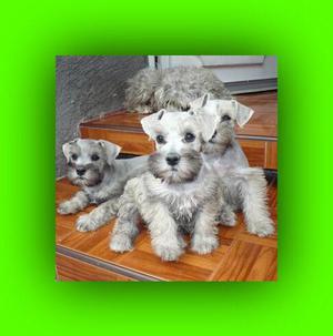 Schnauzer de Venta