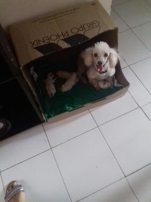 Se Vende Perritos French Poodle