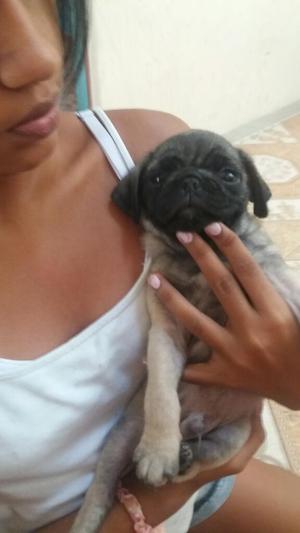 Se Vende Perros Pug