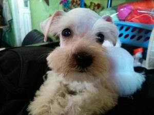 Se Vende Schnauzer Miñatura