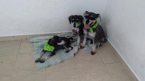 Se Venden Dos Cachorros Schnaucer