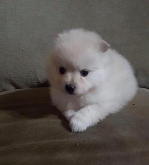 VENTA DE CACHORROS POMERANIA PUROS