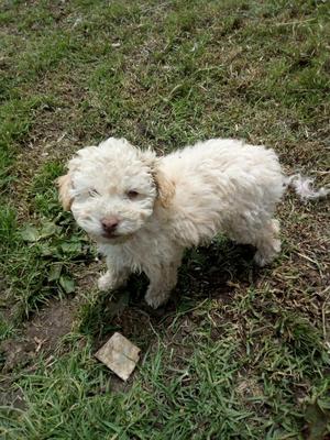 Vendo Cachoros Mayor Inf 