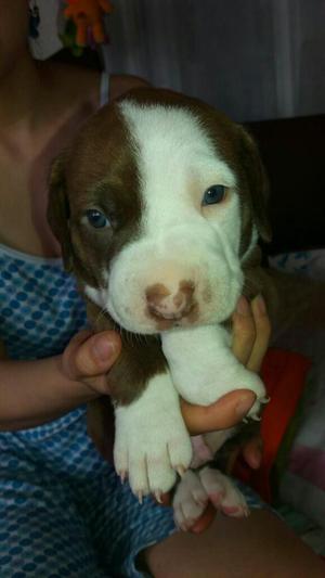 Vendo Cachorros Pitbull