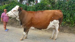 Vendo Esta Vaca en Barbosa Santander
