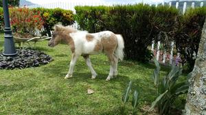 Vendo Hermoso Potro Pinto Mini Horse