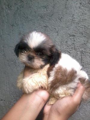 Vendo Hermoso Shih Tzu