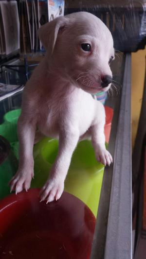 Vendo Lindo Cachorro