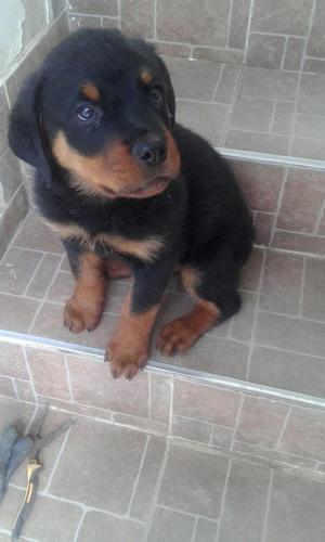 Venta cachorro rottweiler