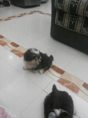 Venta de Shih Tzu Macho