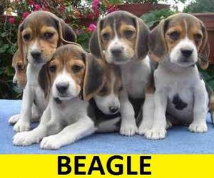 beagle*venta cachorros de raza pura