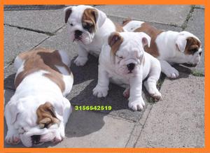 bulldog ingles excelente trufa mas razas