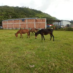 mulares hermosos