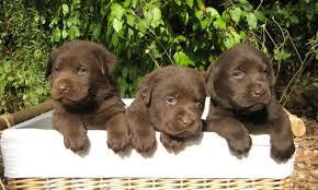 se vende hermosos cachorros labrador chocolate