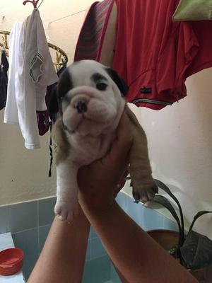 vendo hermoso macho bulldog ingles de 40 dias