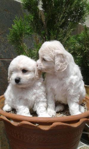 ADORABLES MINY TOY FRENCH POODLE