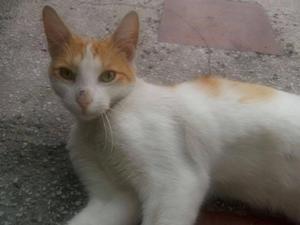 Adopta a Toby un bello gatico de 9 meses, es muy tierno y