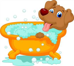 Bañamos Tu Mascota, a Domicilo en Bogota