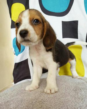 Beagle Juguetón Y Amigable