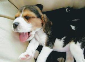 Beagles Cachorro
