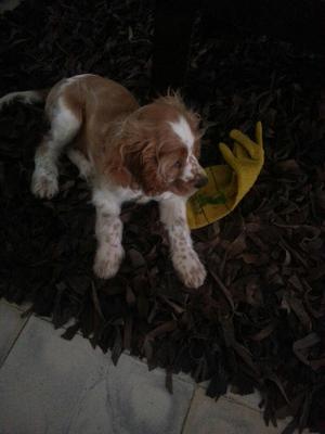 Cachorro Coker Spaniel en Cali Valle