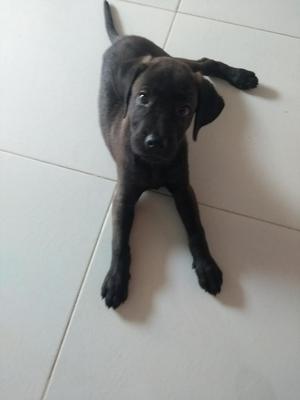 Cachorro Labrador