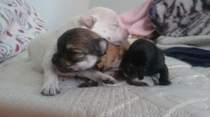 Cachorros Pomerania