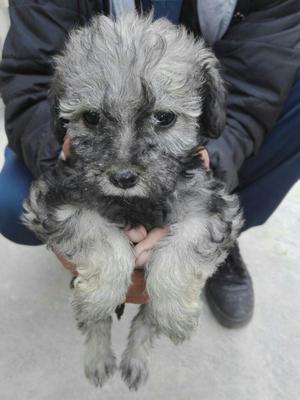 Cachorros Schnauzer