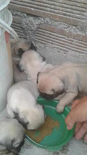 Cachorros de Raza Pug