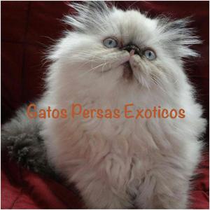 Gatos Persas Puros Exoticos