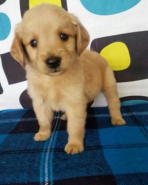 Golden Retriver Juguetón Y Travieso