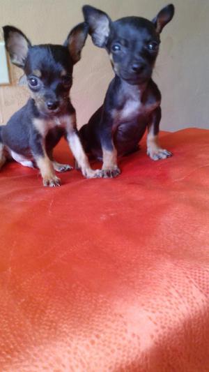 HERMOSOS MINI PINCHER A LA VENTA