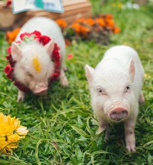 Hermosa Mini pig Juliana Pig disponible!