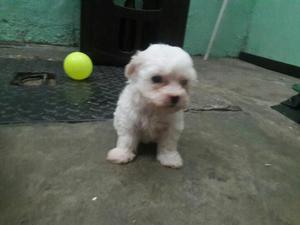 Hermoso French Poodle Minitoy 37 Dias