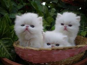 Hermoso Gatos Persas