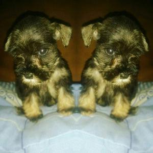 Hermoso Schnauzer Míni